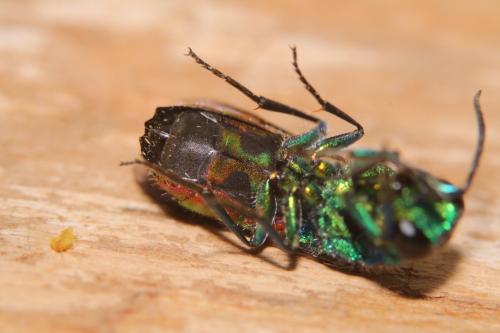 Réf. 315 980 : Chrysis pseudobrevitarsis